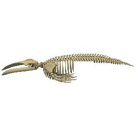 Blue Whale Skeleton
